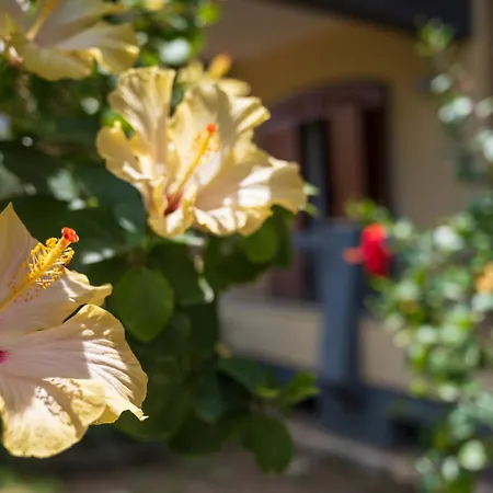 Lägenhet Appartmenti In Centro Vicini - Pomelia